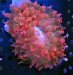 Rainbow rose bubble anemone