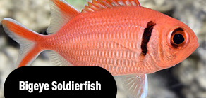 Bigeye Soldier Fish